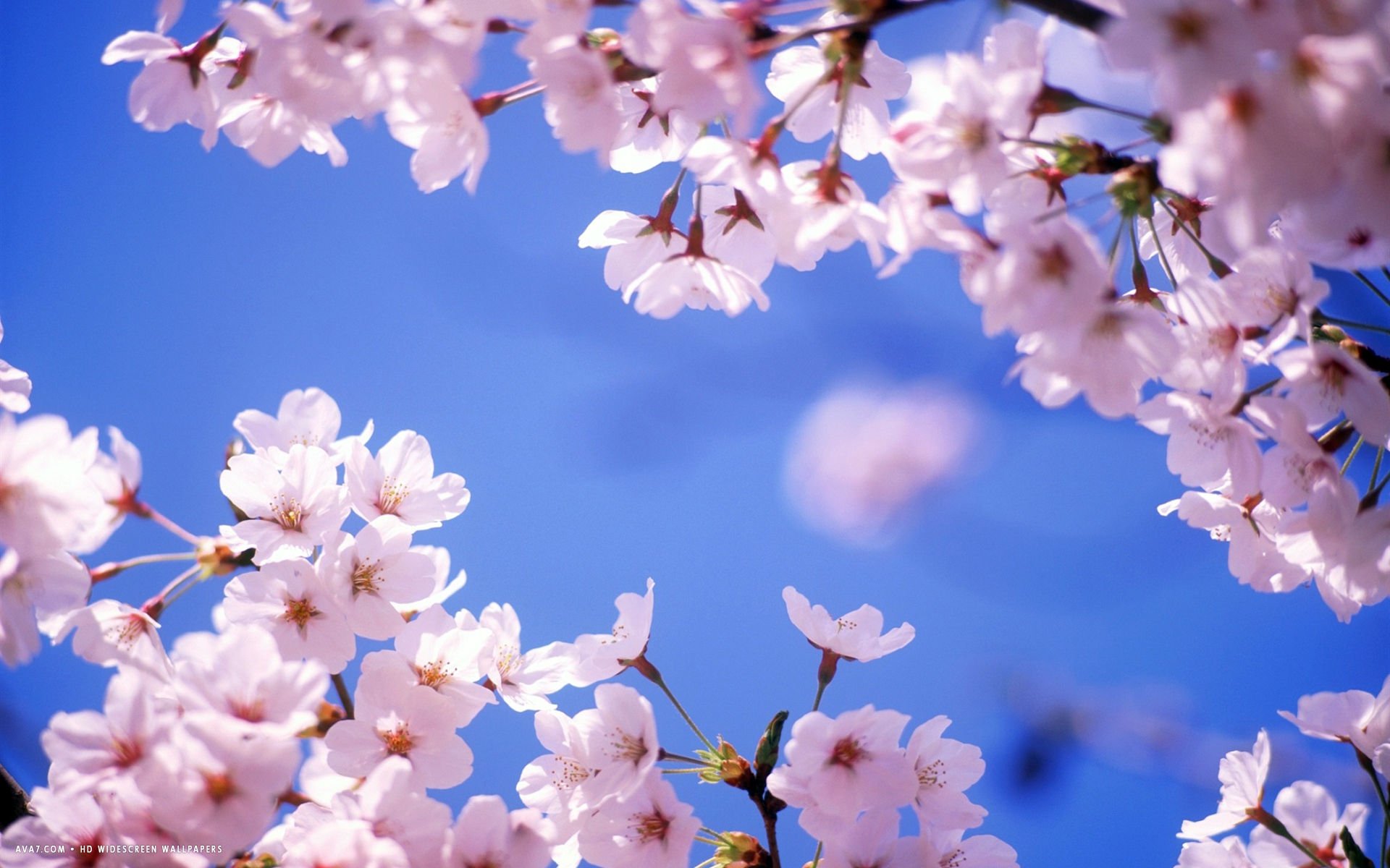 Detail Cherry Blossom Hd Wallpaper Nomer 51