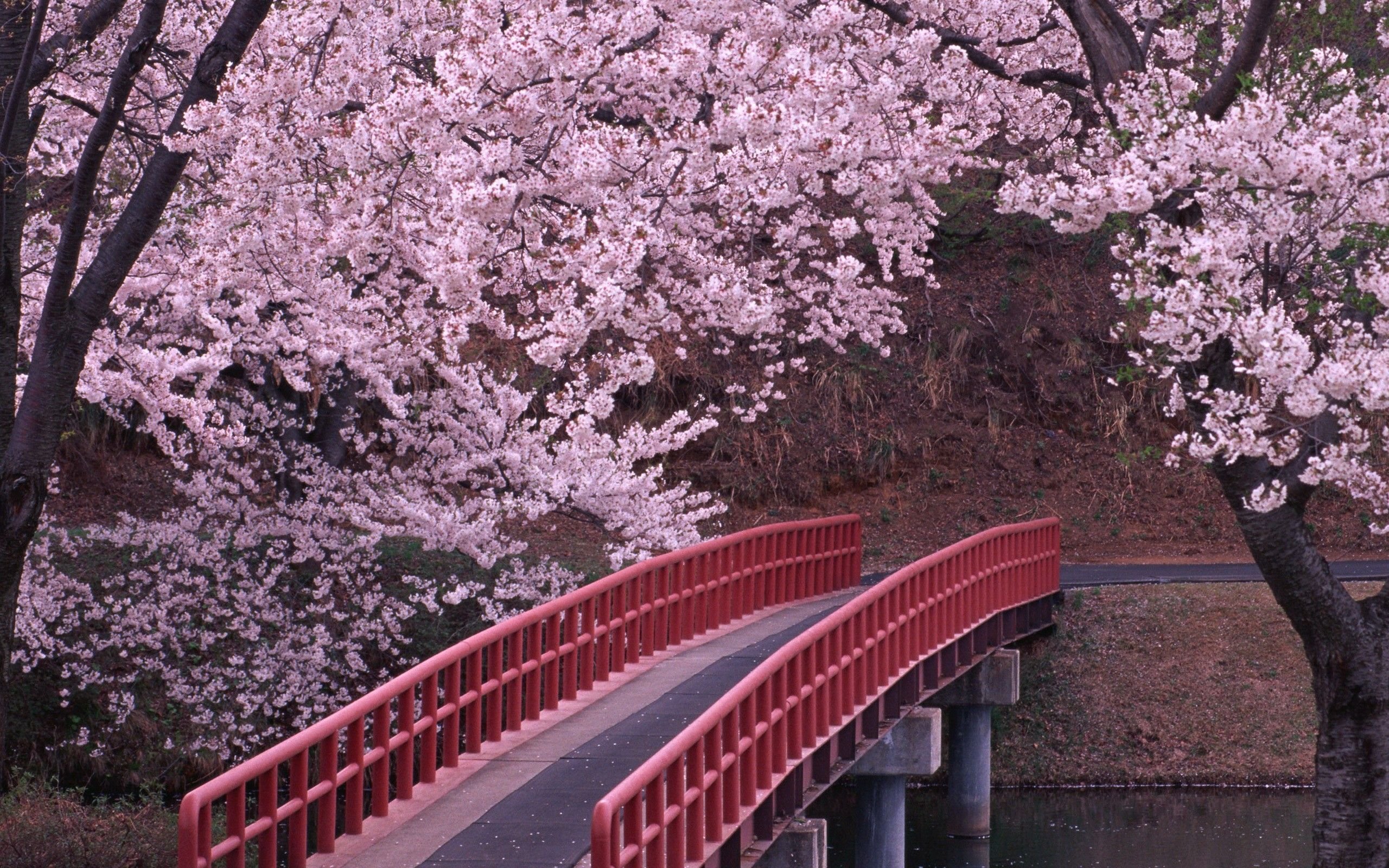 Detail Cherry Blossom Hd Wallpaper Nomer 58