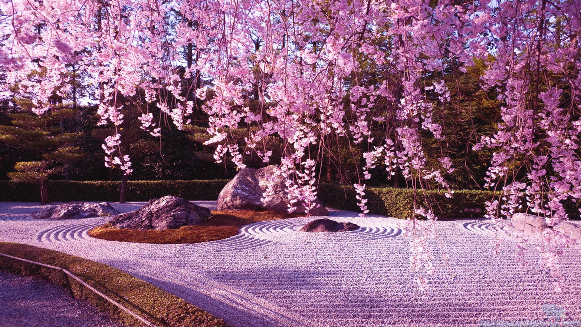 Detail Cherry Blossom Hd Wallpaper Nomer 10