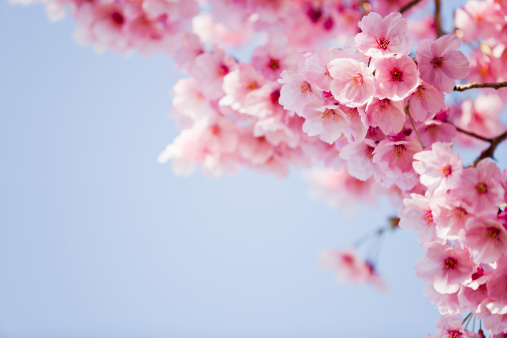 Cherry Blossom Image Free - KibrisPDR