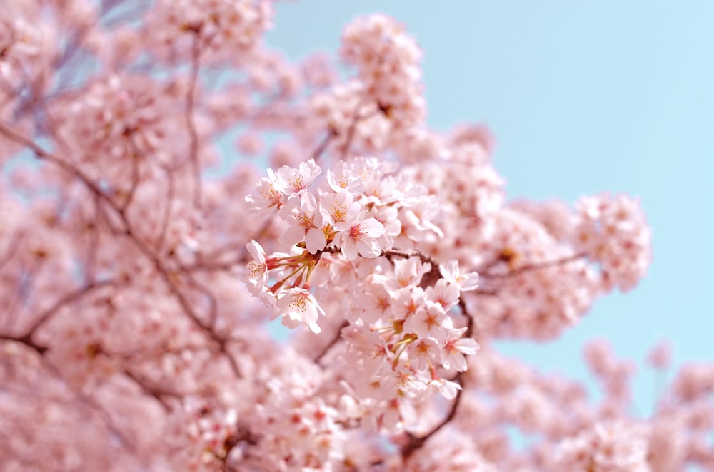 Detail Cherry Blossom Image Free Nomer 2