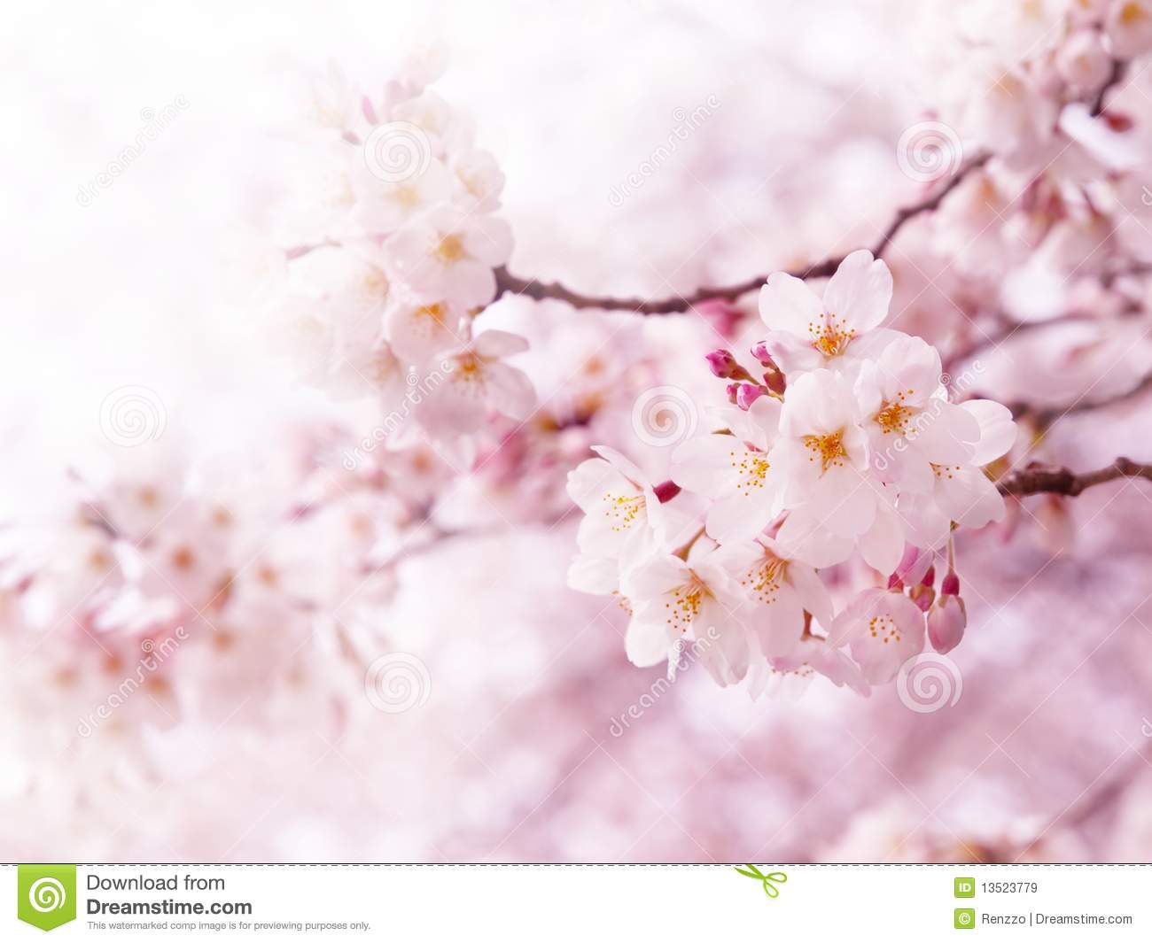 Detail Cherry Blossom Image Free Nomer 10