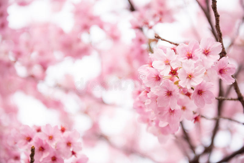 Detail Cherry Blossom Image Free Nomer 11