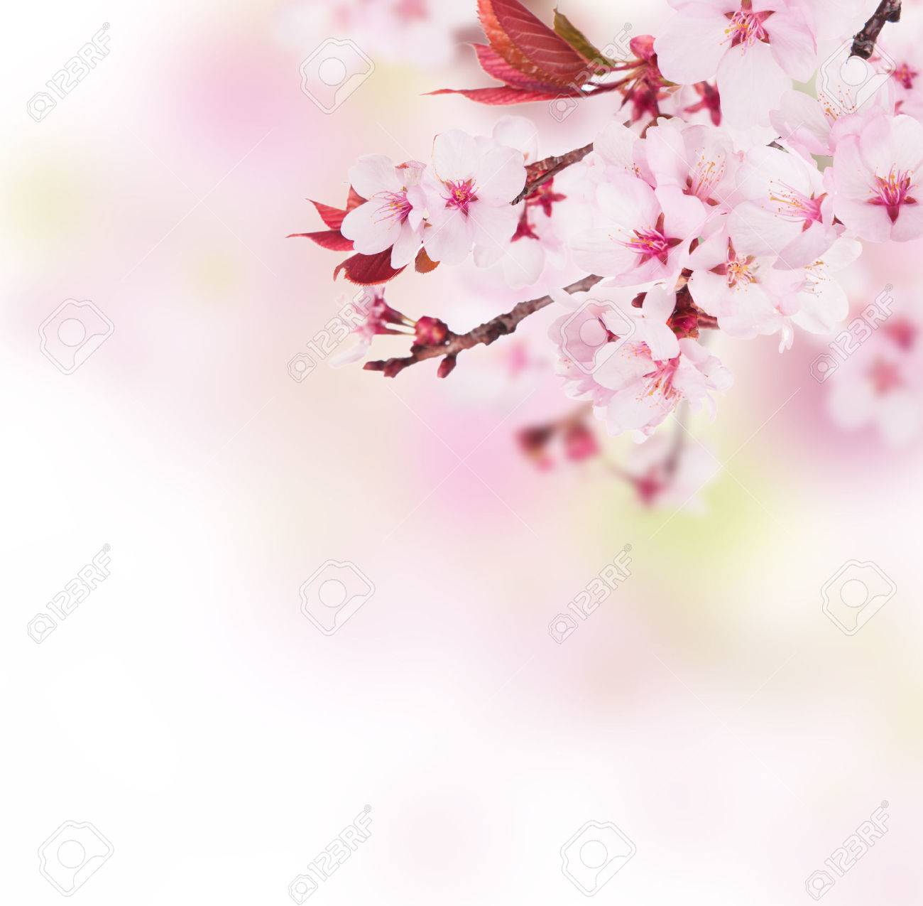 Detail Cherry Blossom Image Free Nomer 12
