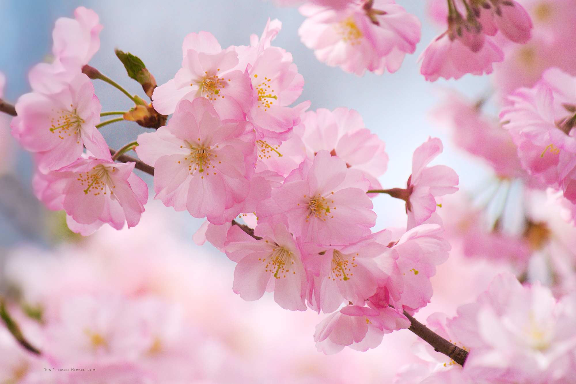 Detail Cherry Blossom Image Free Nomer 17