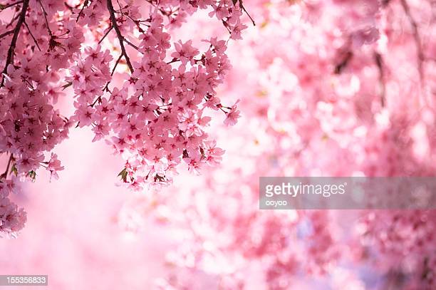 Detail Cherry Blossom Image Free Nomer 19