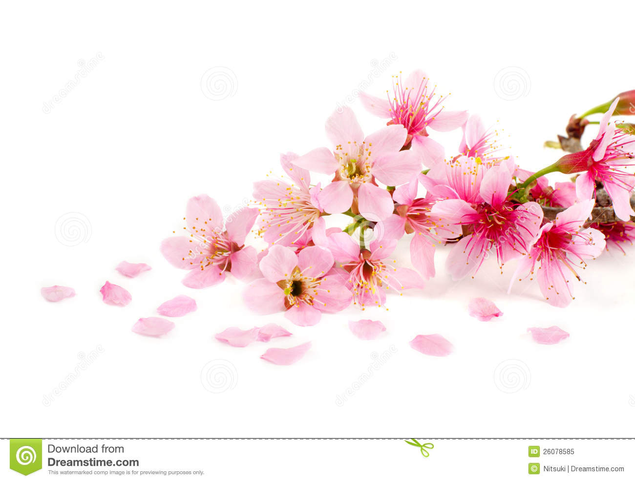 Detail Cherry Blossom Image Free Nomer 25