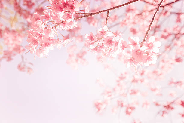 Detail Cherry Blossom Image Free Nomer 4