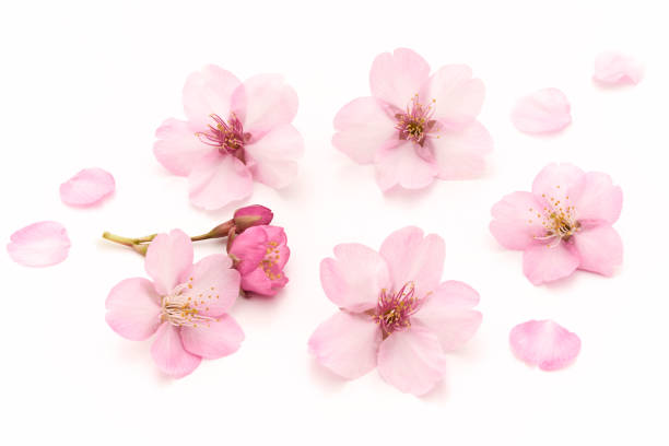 Detail Cherry Blossom Image Free Nomer 27