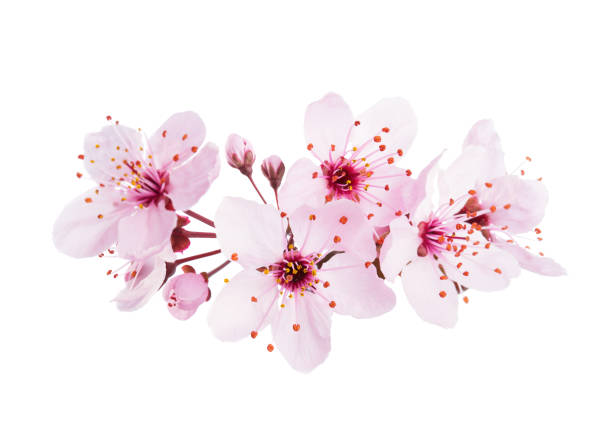 Detail Cherry Blossom Image Free Nomer 30