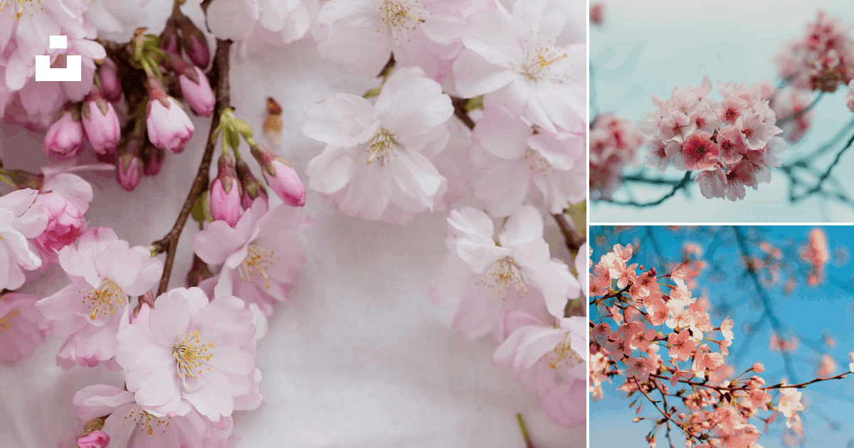 Detail Cherry Blossom Image Free Nomer 35
