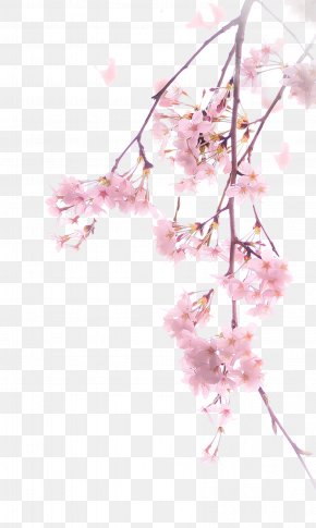Detail Cherry Blossom Image Free Nomer 37