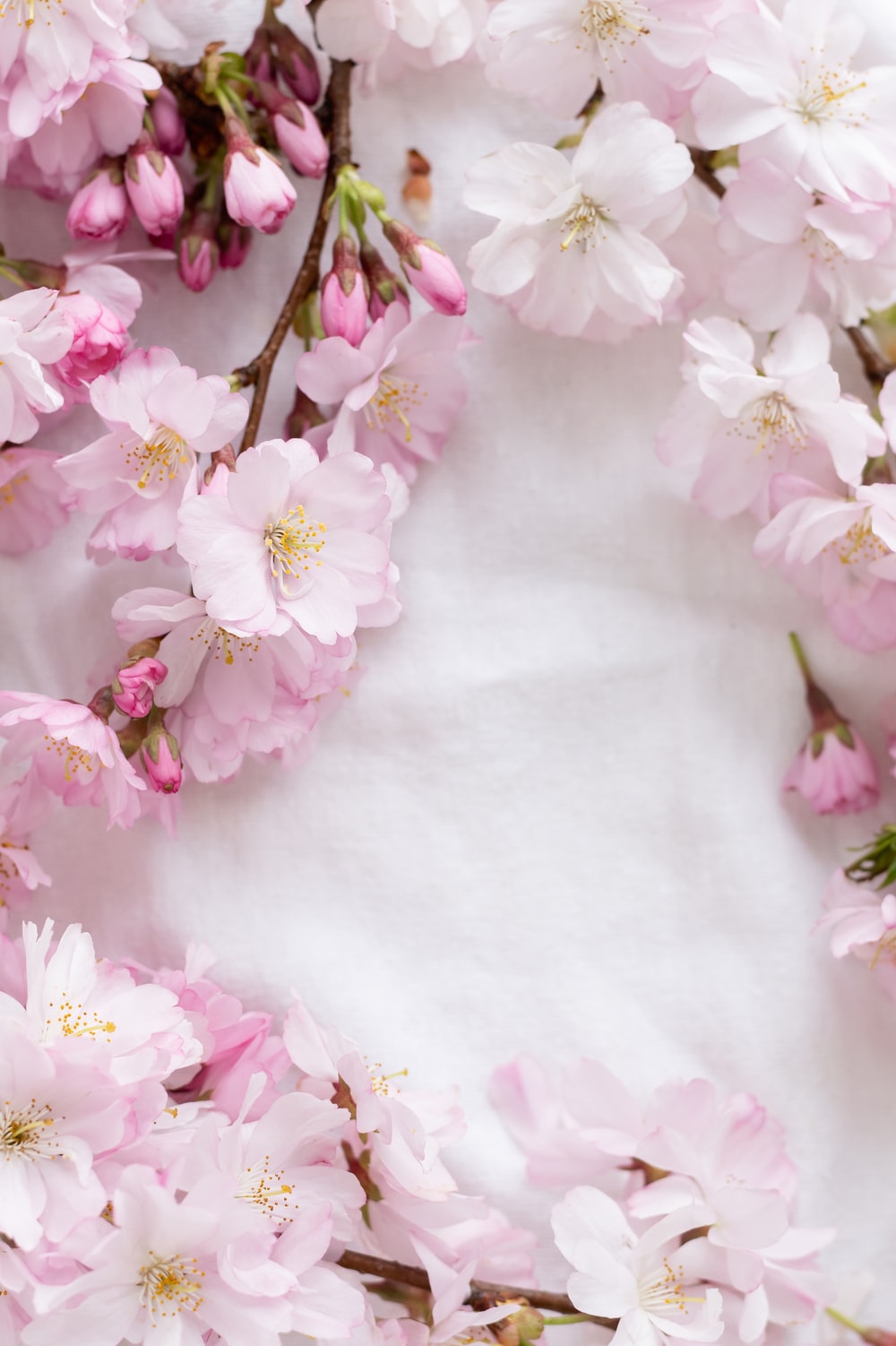 Detail Cherry Blossom Image Free Nomer 41