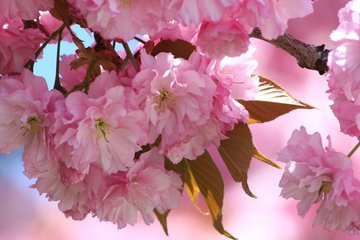 Detail Cherry Blossom Image Free Nomer 43