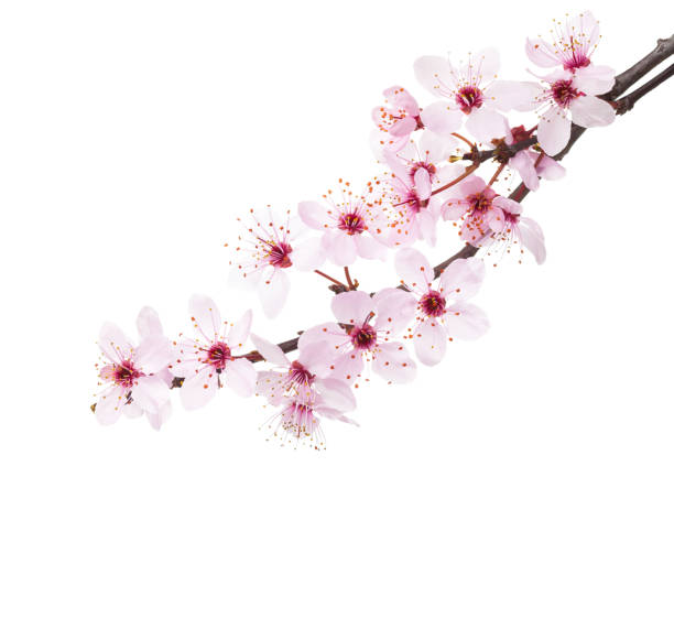 Detail Cherry Blossom Image Free Nomer 6