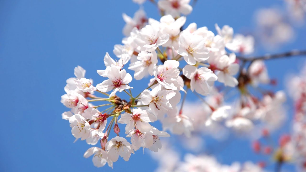 Detail Cherry Blossom Image Free Nomer 46