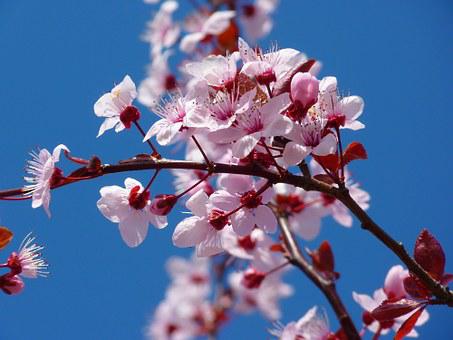 Detail Cherry Blossom Image Free Nomer 51