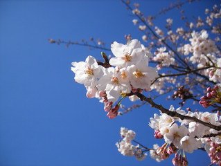 Detail Cherry Blossom Image Free Nomer 54