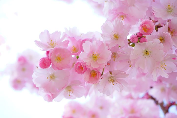 Detail Cherry Blossom Image Free Nomer 9