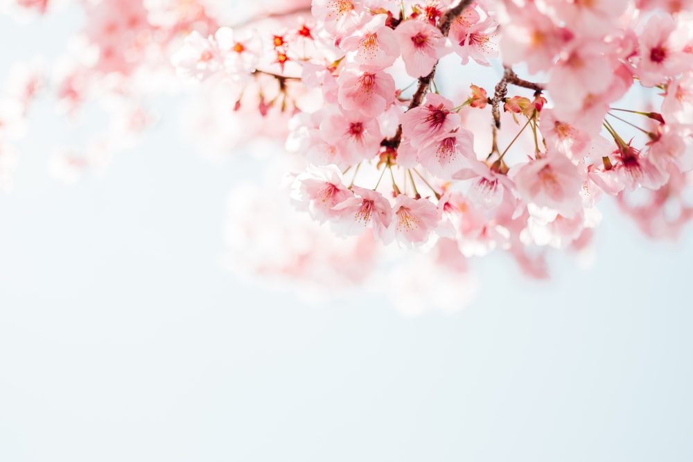 Detail Cherry Blossom Images Free Nomer 10