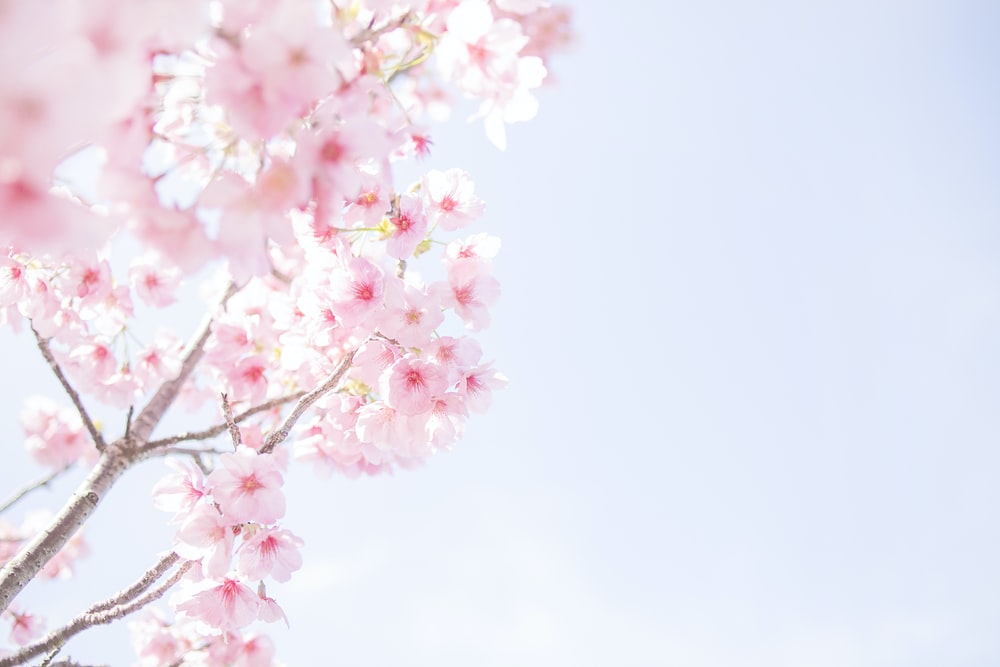 Detail Cherry Blossom Images Free Nomer 17