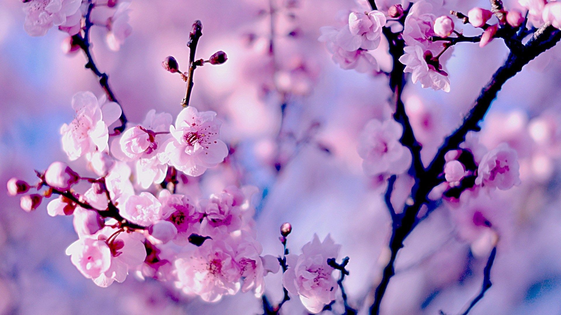 Detail Cherry Blossom Images Free Nomer 19