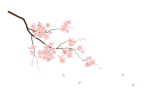 Detail Cherry Blossom Images Free Nomer 23