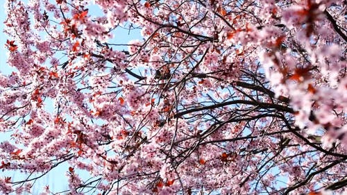 Detail Cherry Blossom Images Free Nomer 34