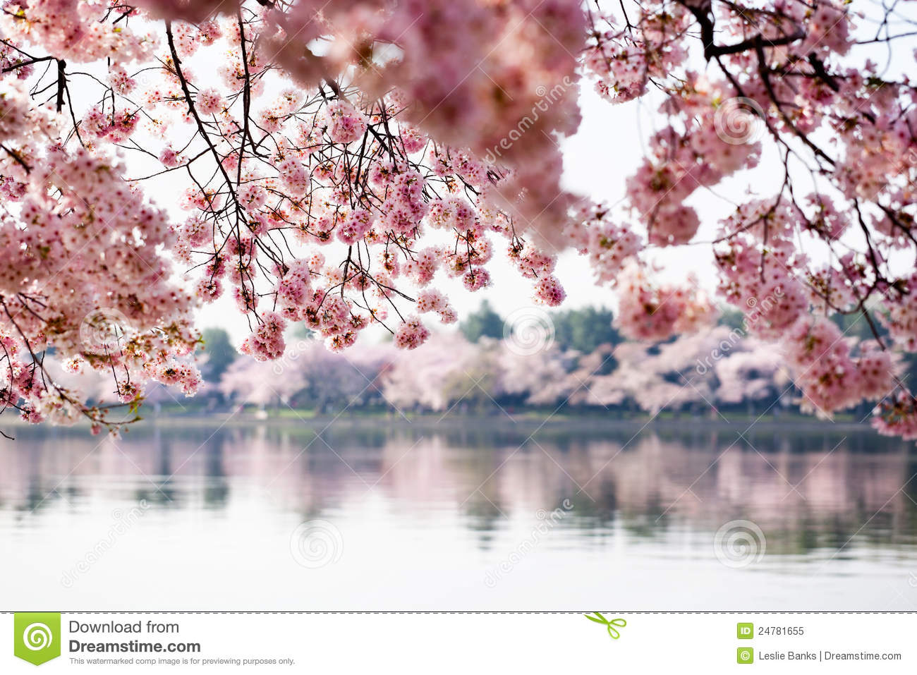 Detail Cherry Blossom Images Free Nomer 35