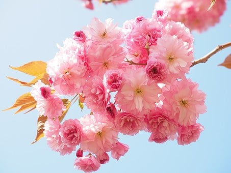 Detail Cherry Blossom Images Free Nomer 5
