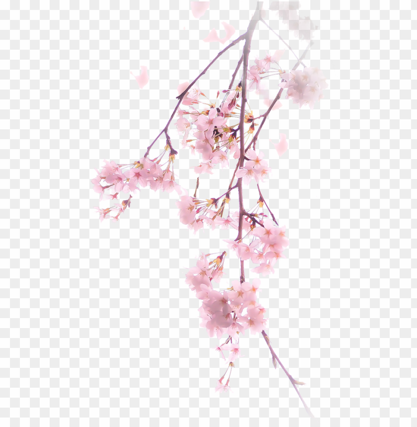 Detail Cherry Blossom Images Free Nomer 37