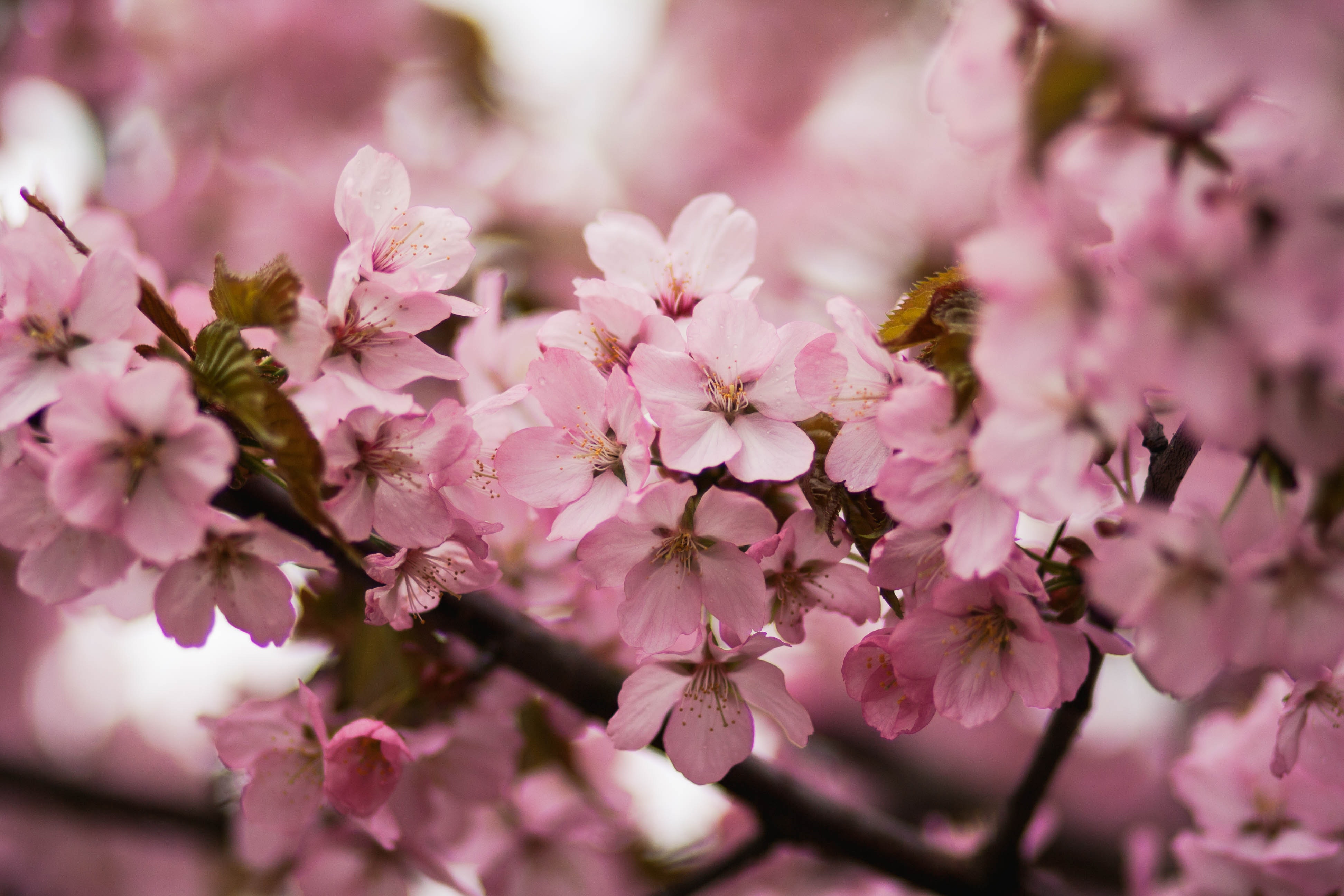 Detail Cherry Blossom Images Free Nomer 40