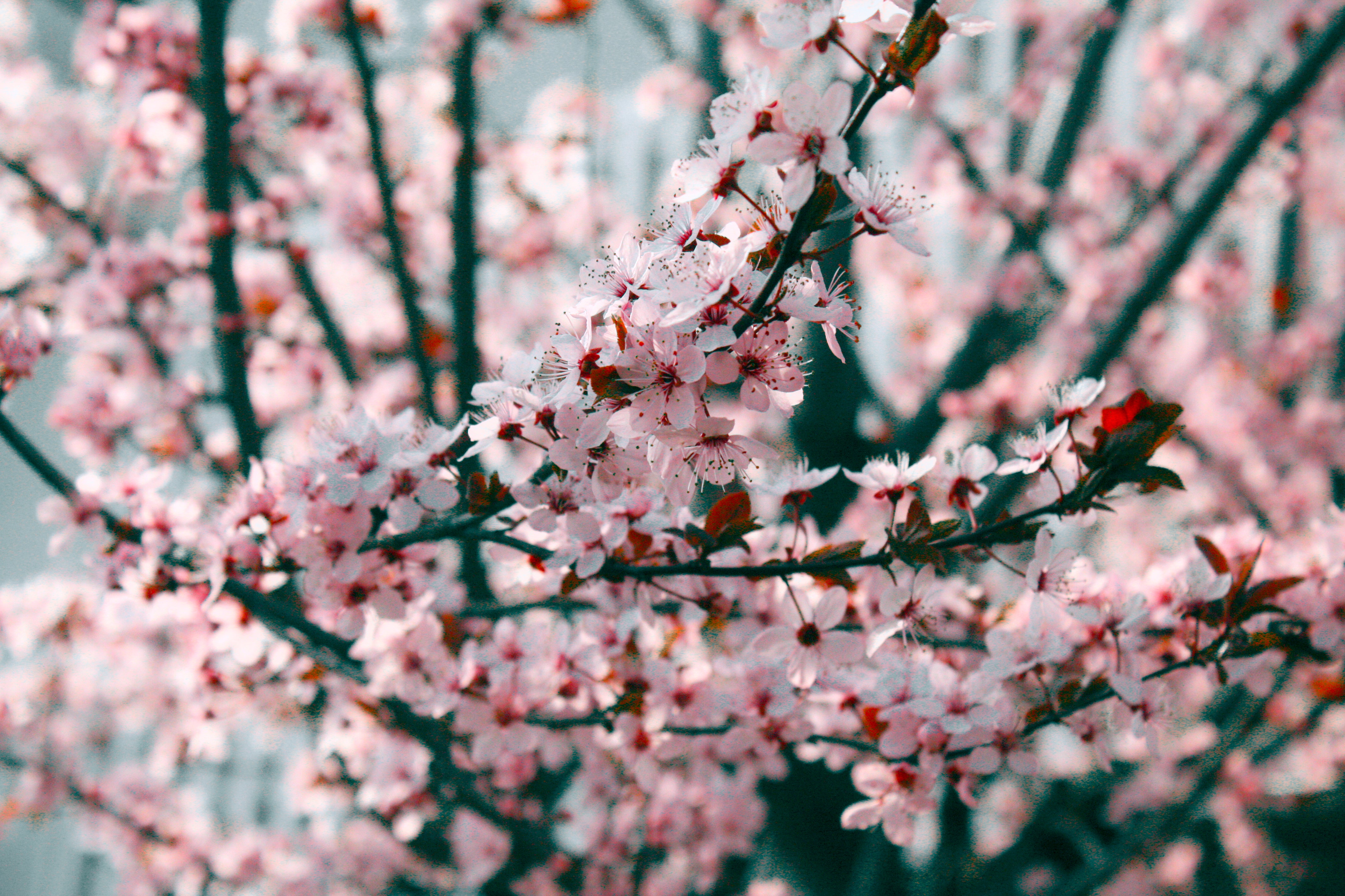 Detail Cherry Blossom Images Free Nomer 43