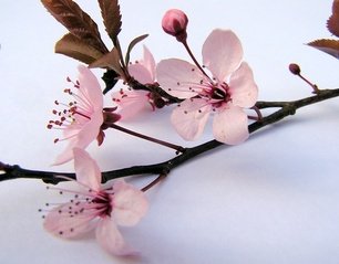 Detail Cherry Blossom Images Free Nomer 46