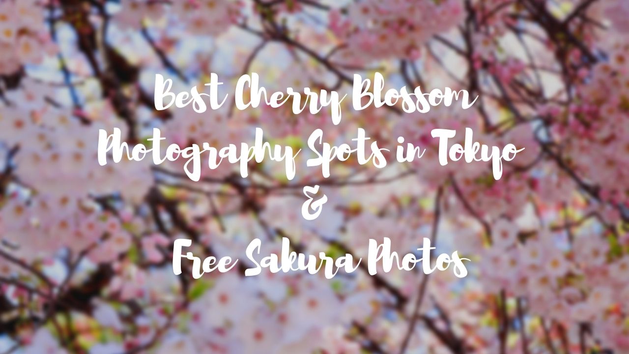 Detail Cherry Blossom Images Free Nomer 48