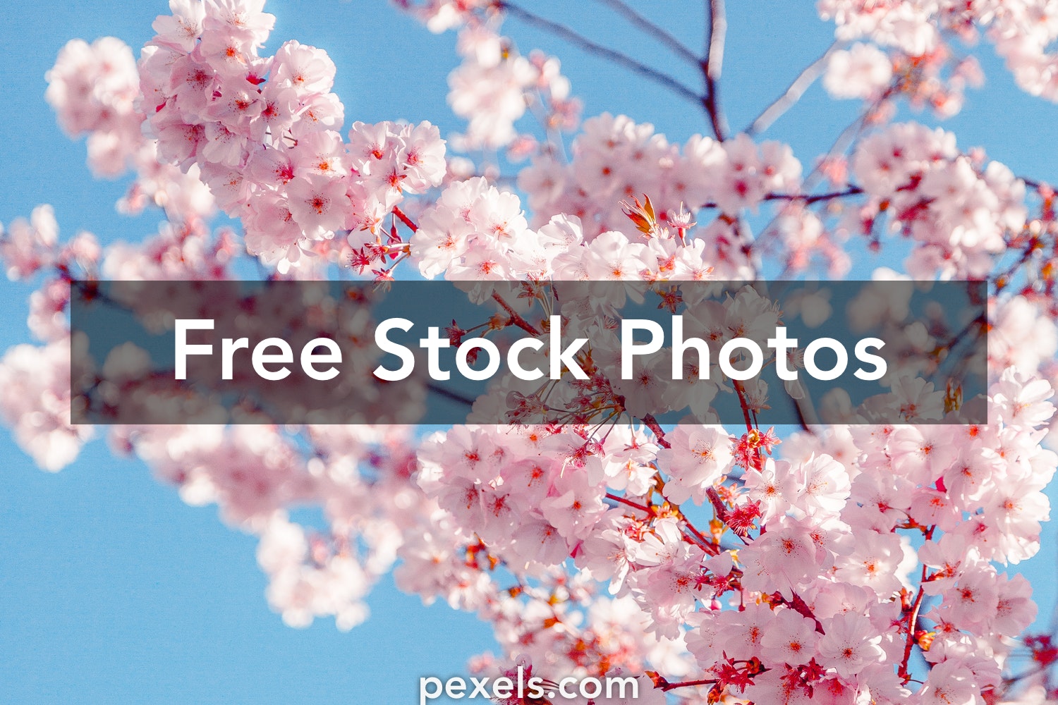 Detail Cherry Blossom Images Free Nomer 50