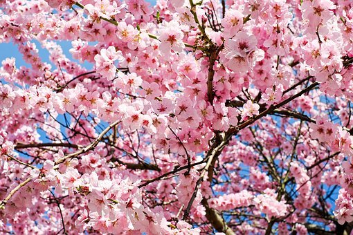Detail Cherry Blossom Images Free Nomer 55