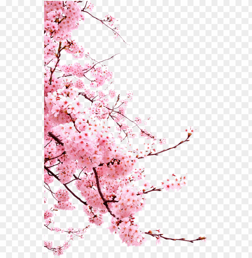 Detail Cherry Blossom Png Nomer 16