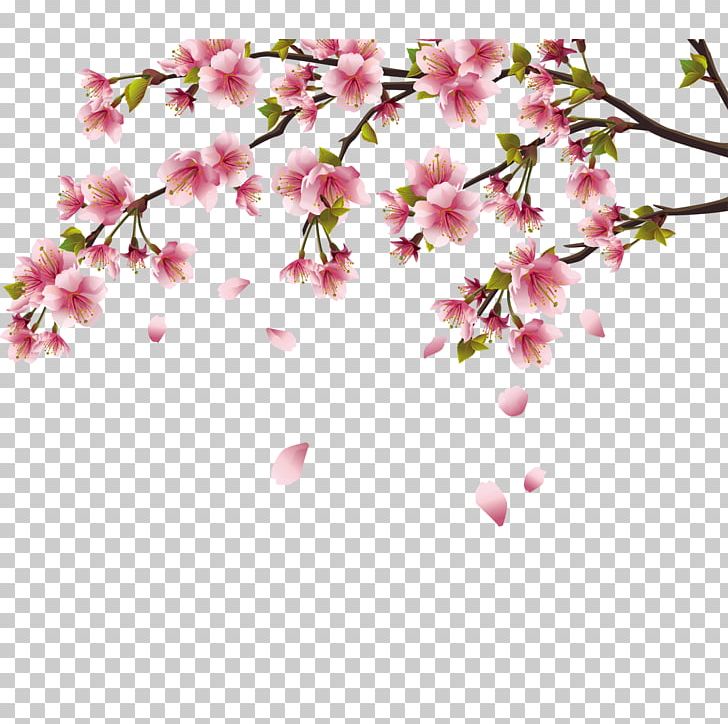 Detail Cherry Blossom Png Nomer 20