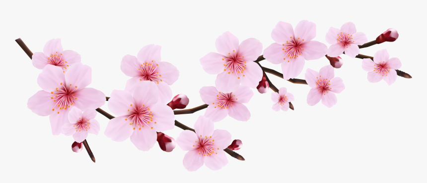 Detail Cherry Blossom Png Nomer 3