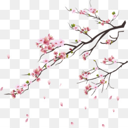 Detail Cherry Blossom Png Nomer 8