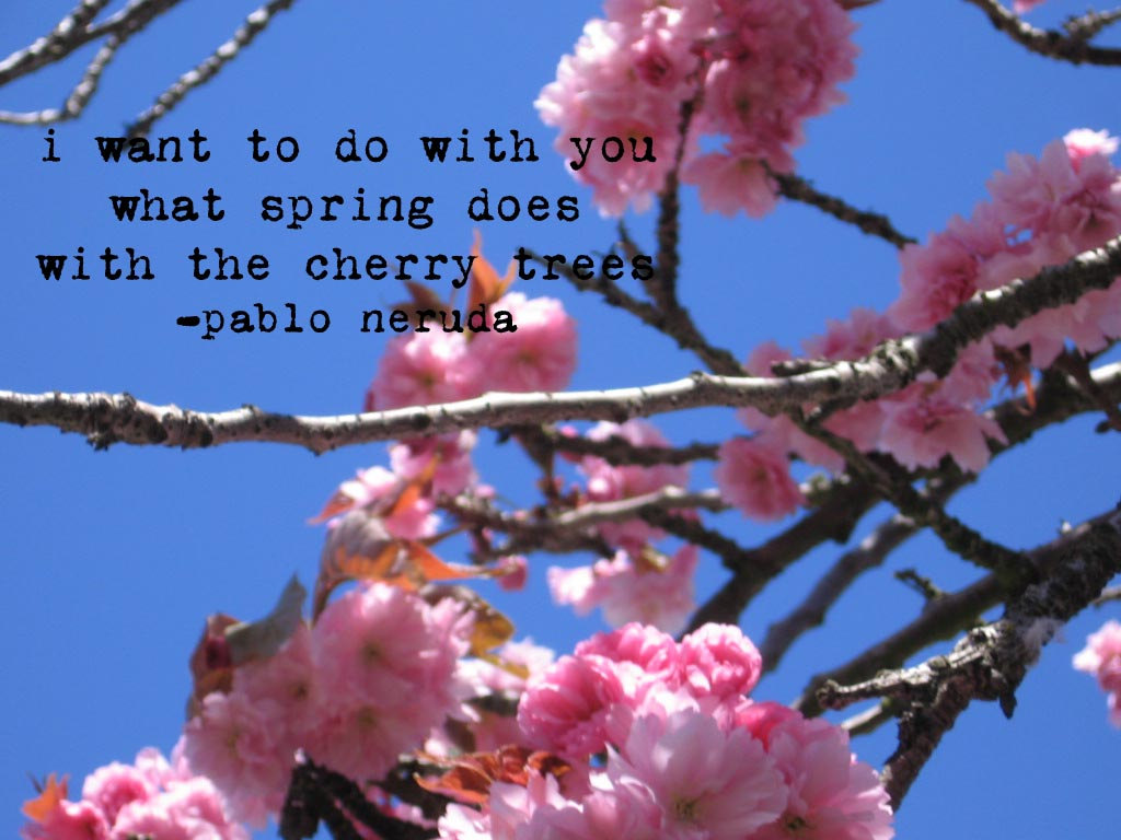 Detail Cherry Blossom Quotes Nomer 16