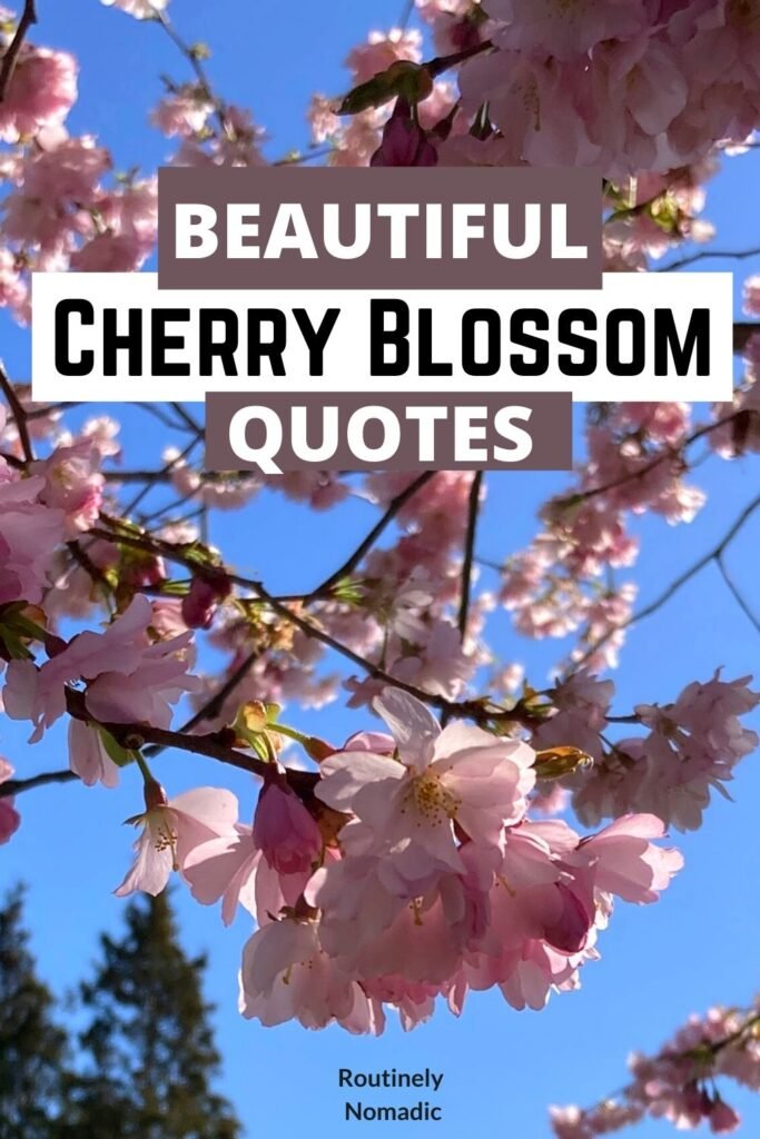 Download Cherry Blossom Quotes Nomer 18