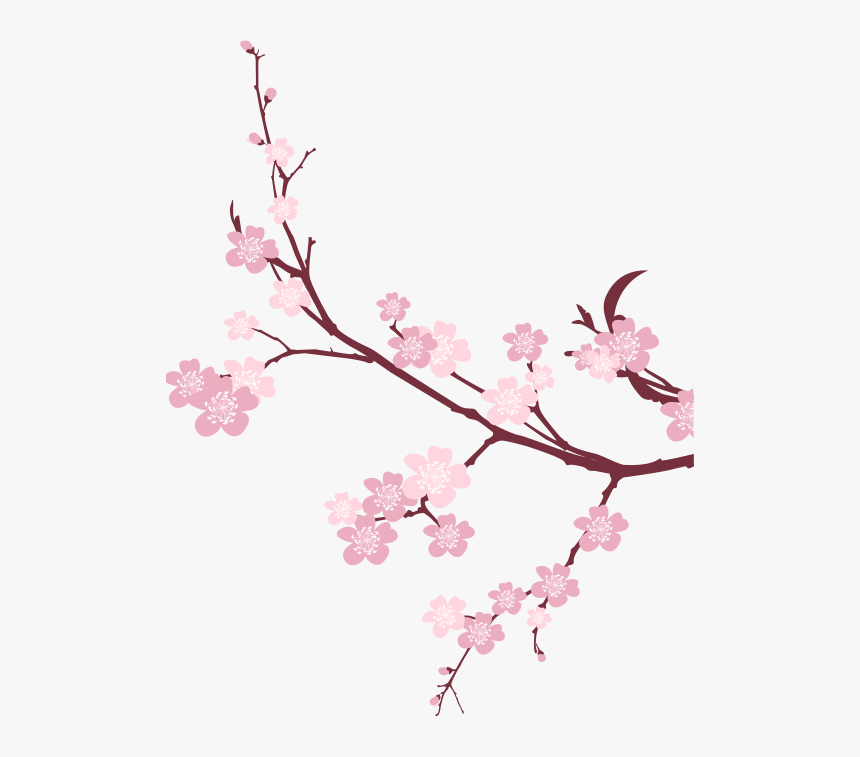 Detail Cherry Blossom Transparent Background Nomer 2