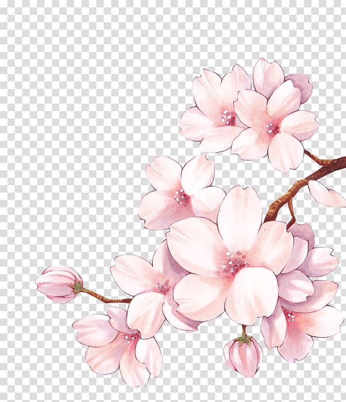 Detail Cherry Blossom Transparent Background Nomer 15