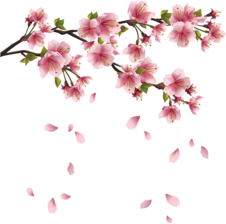 Detail Cherry Blossom Transparent Background Nomer 16