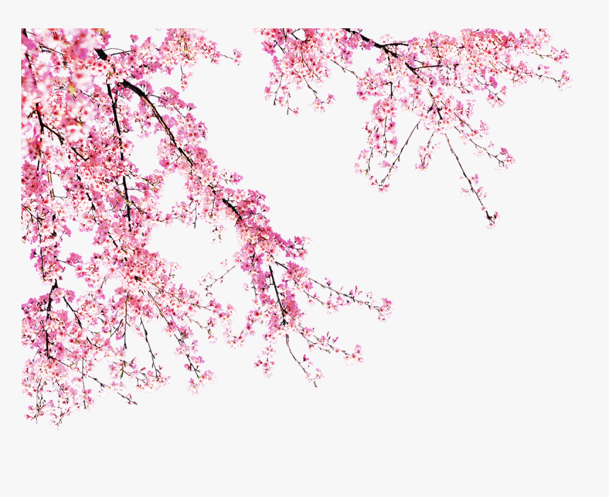 Detail Cherry Blossom Transparent Background Nomer 17