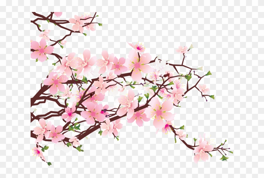 Detail Cherry Blossom Transparent Background Nomer 3