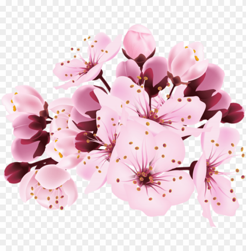 Detail Cherry Blossom Transparent Background Nomer 22