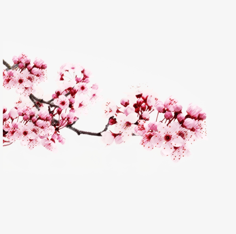 Detail Cherry Blossom Transparent Background Nomer 25